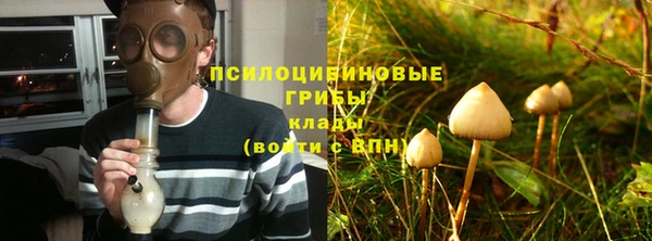 прущие грибы Абаза