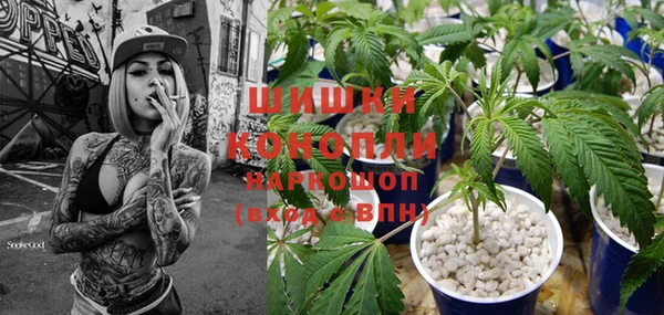 прущие грибы Абаза